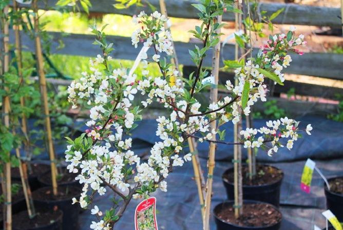 Ура! Мы открыты и ждем вас с 20 апреля в питомнике "Малинки"!