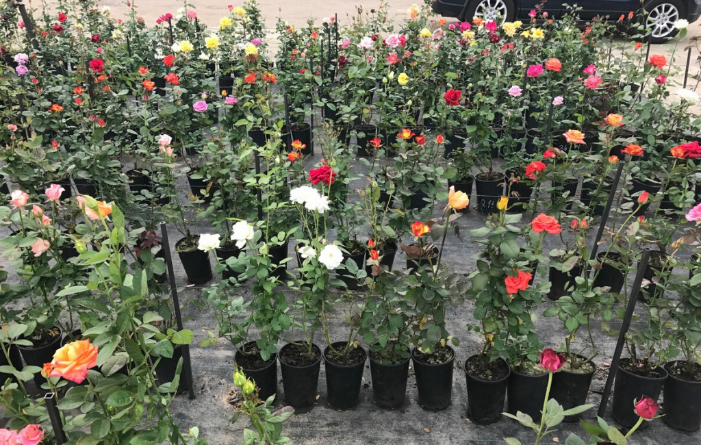 1650246992_3-vsegda-pomnim-com-p-rozi-sazhentsi-foto-3.jpg 1650246992_3-vsegda-pomnim-com-p-rozi-sazhentsi-foto-3.jpg