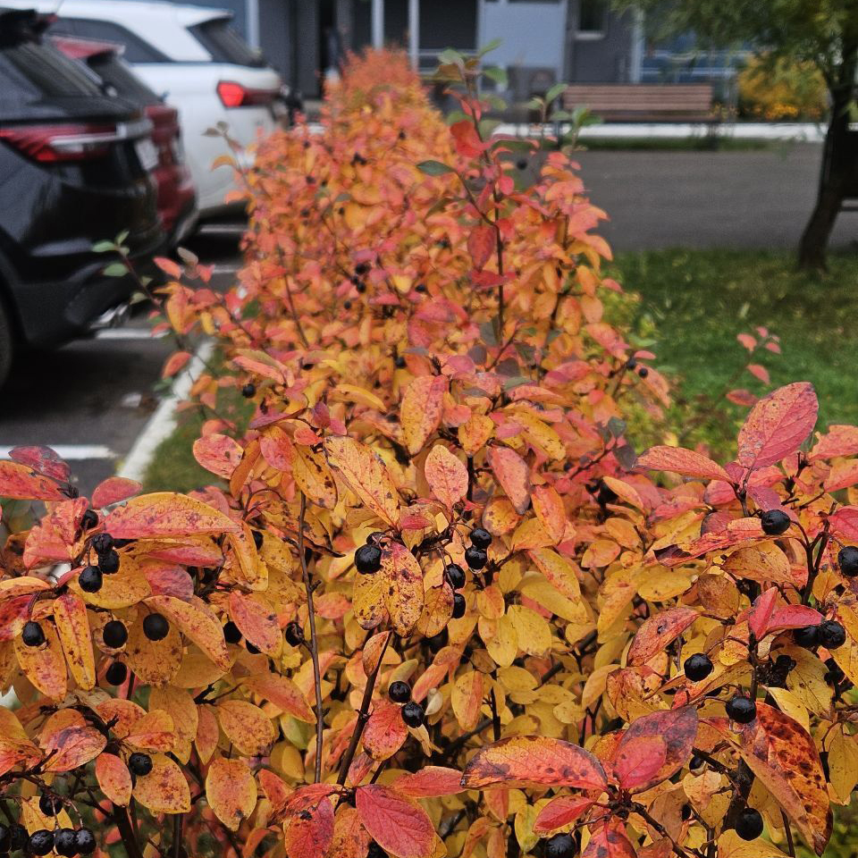 IMG_20251022_091950_316.jpg IMG_20251022_091950_316.jpg