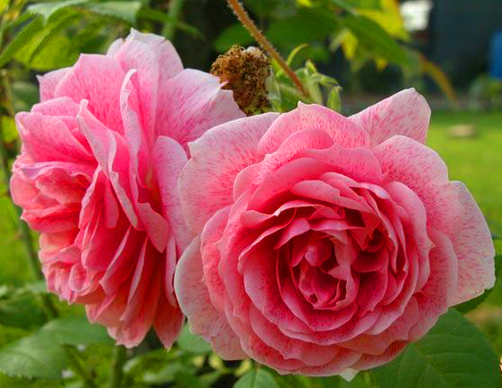 кир роял.jpg кир роял.jpg