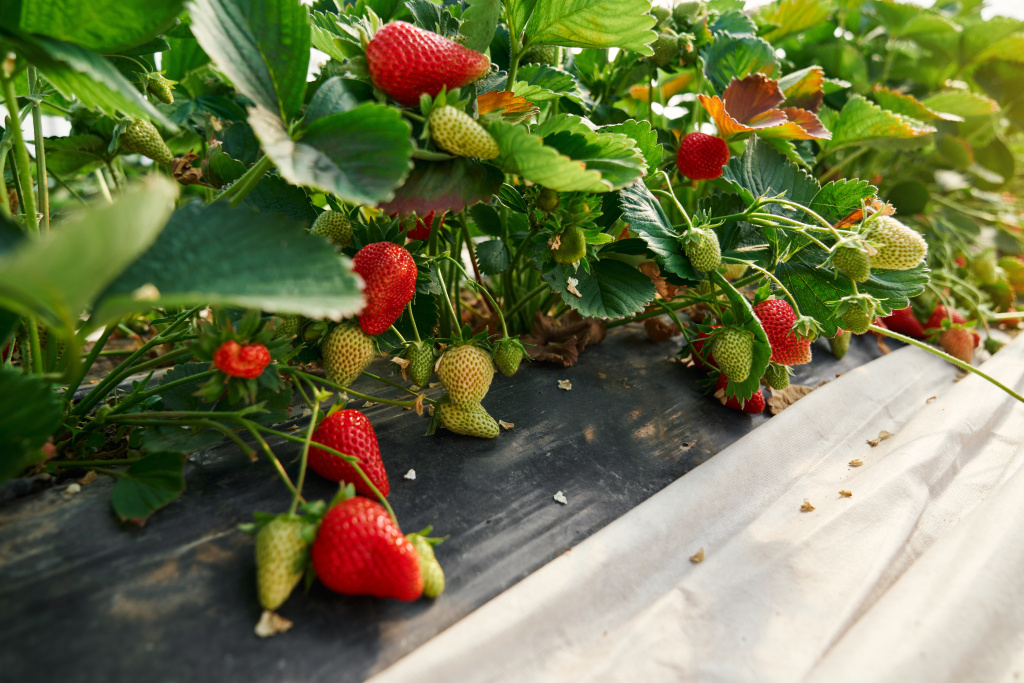 green-bushes-of-strawberries-growing-in-rows-at-greenhouse.jpg green-bushes-of-strawberries-growing-in-rows-at-greenhouse.jpg