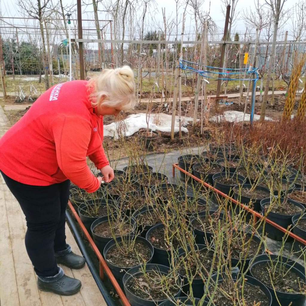 Открытие питомника растений Малинки