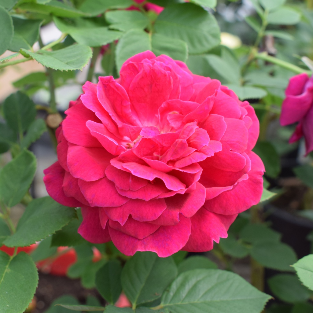 фальстаф_2.jpg фальстаф_2.jpg