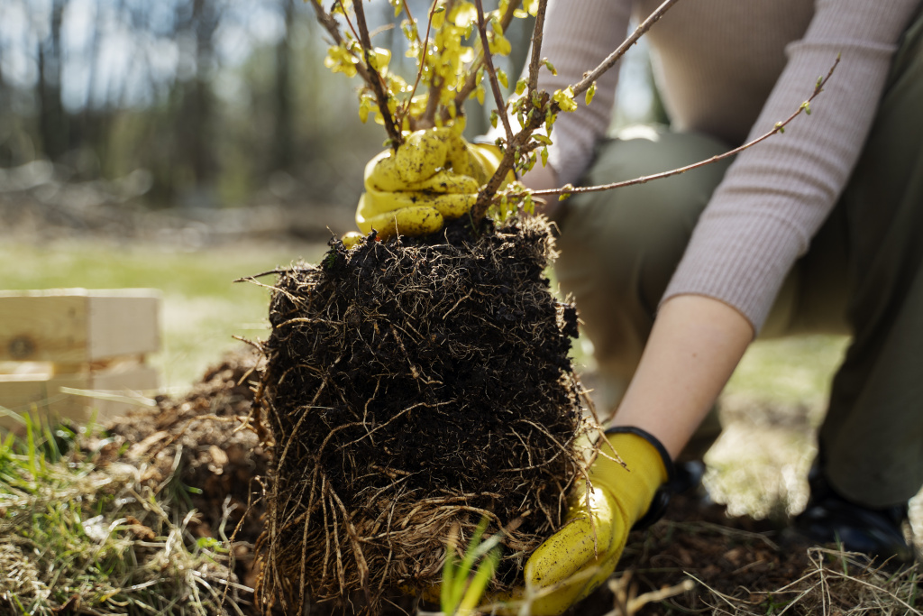 planting-trees-as-part-reforestation-process.jpg