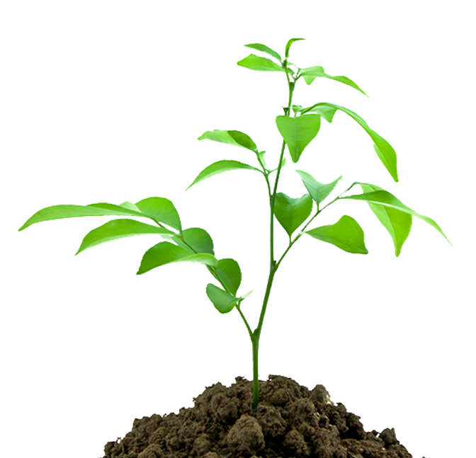 Наши садовые центры открыты. Ждём Вас! Наши садовые центры открыты. Ждём Вас!