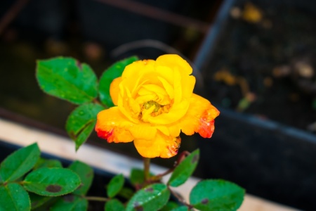 Роза миниатюрная "Mini Yellow" ("Мини Еллоу")