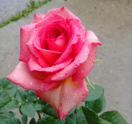 Роза чайно-гибридная "Mondialе"  ("Мондиаль")