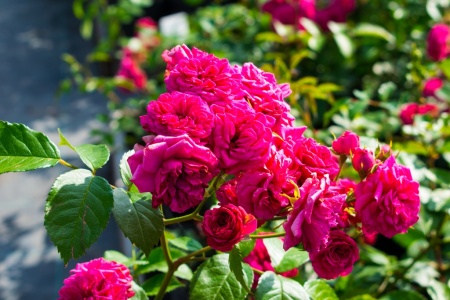 Роза плетистая "Rosarium Uetersen" ("Розариум Ютерсен")