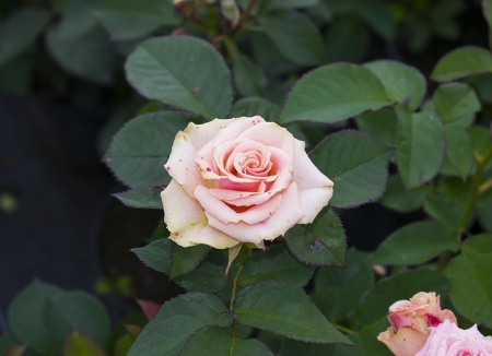 Роза флорибунда "Spray" ("Спрей")