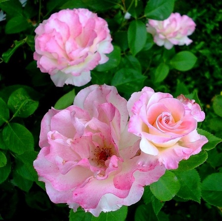 Роза флорибунда "Charles Aznavour" ("Шарль Азнавур")