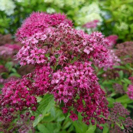 Спирея японская "Антони Ватерер" / Spiraea jap. Ant. Waterer