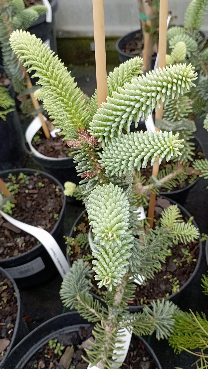 Пихта нумидийская "Glauca"