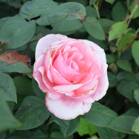 Роза чайно-гибридная "Versilia" ("Версилия")