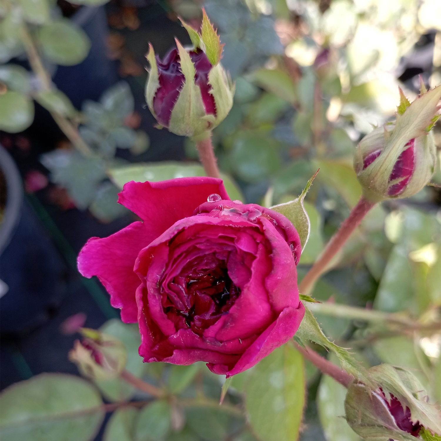 Роза английская "Уильям Шекспир" (William Shakespear)