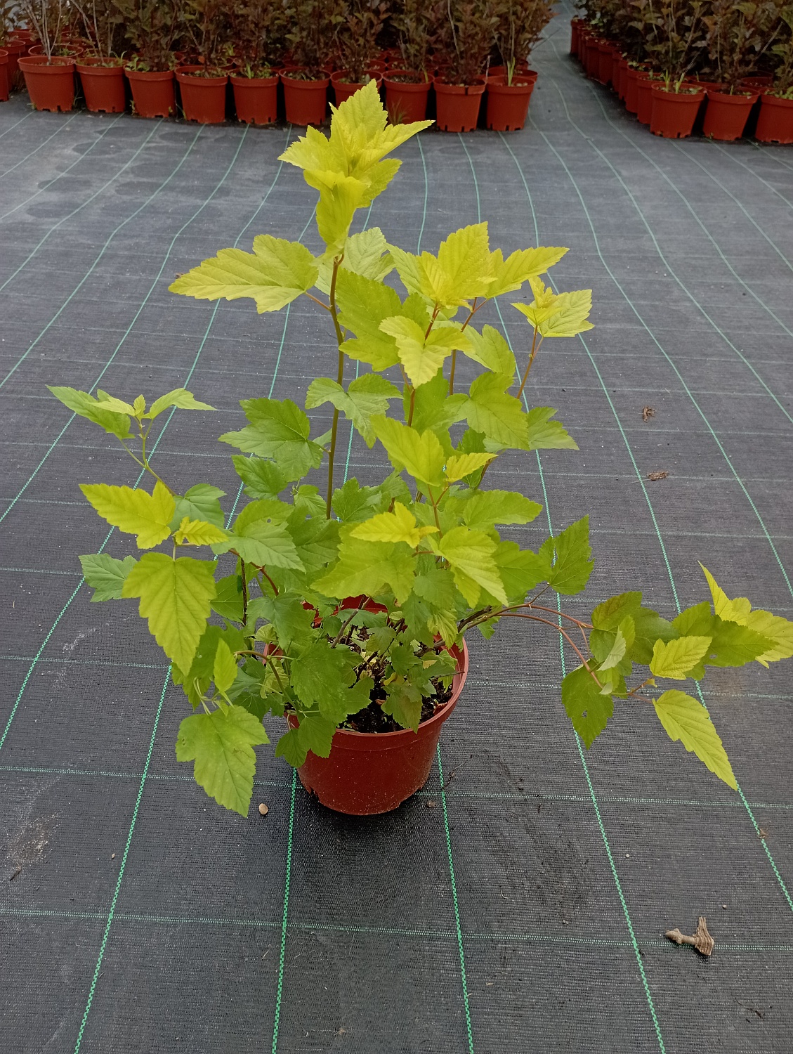 Пузыреплодник калинолистный "Angel Gold"