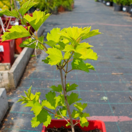 Калина "Гранатовый браслет"