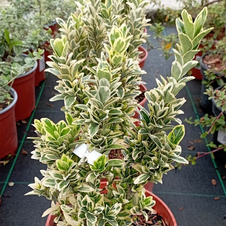 Бересклет японский "Gold Rocket" (Голд Рокет)