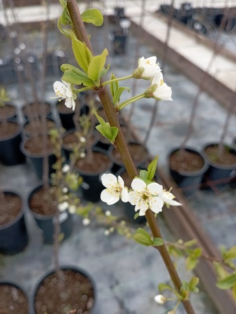 Алыча "Царская"