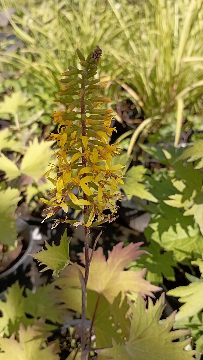 Бузульник узкоголовчатый "Рокет"