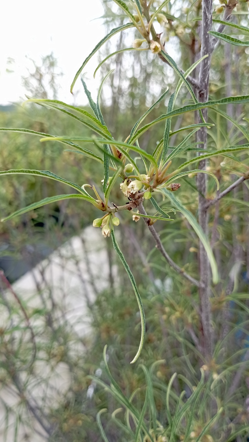 Крушина ломкая "Aspleniifolia"  (Аспленифолия)