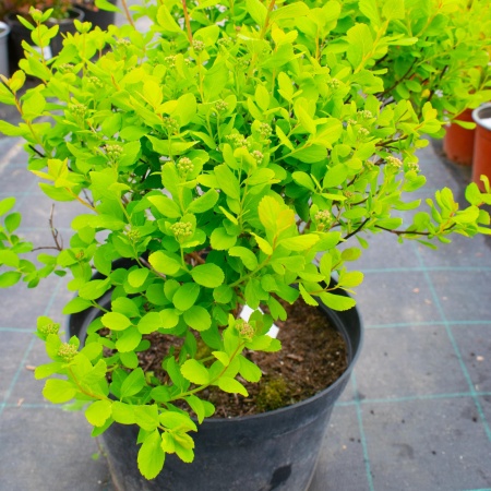 Спирея березолистная  "Tor"