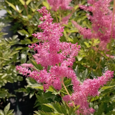 Астильба "Amethyst" (Аметист)