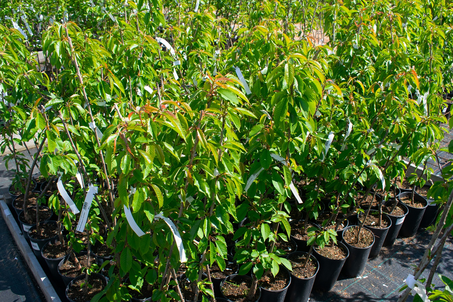 Черешня "Овстуженка"