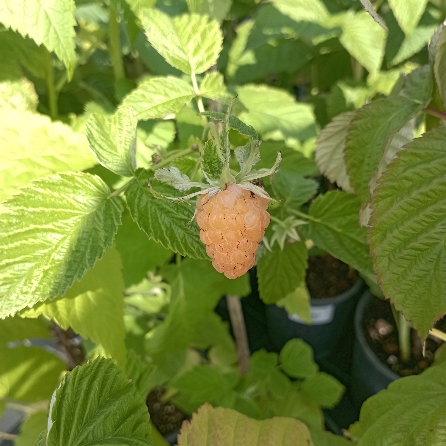 Пришла весна – время выбирать саженцы ягодных кустарников для приусадебного участка.