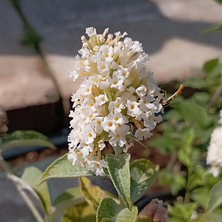 Буддлея Давида "Butterfly White" (Баттерфляй Вайт)