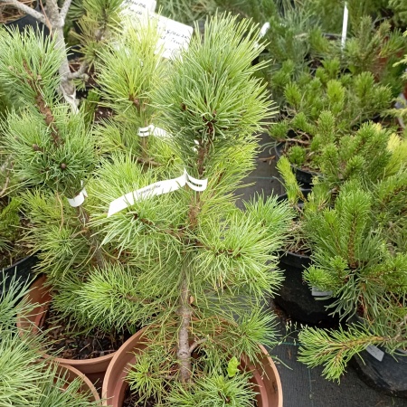 Сосна кедровая сибирская