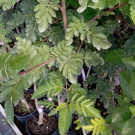 Рябина Невежинская