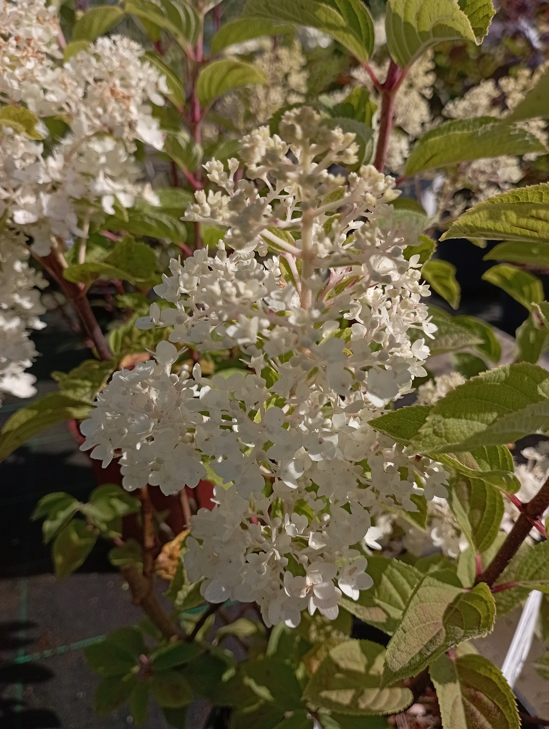 Гортензия метельчатая "Little Hottie" (Литтл Хотти)