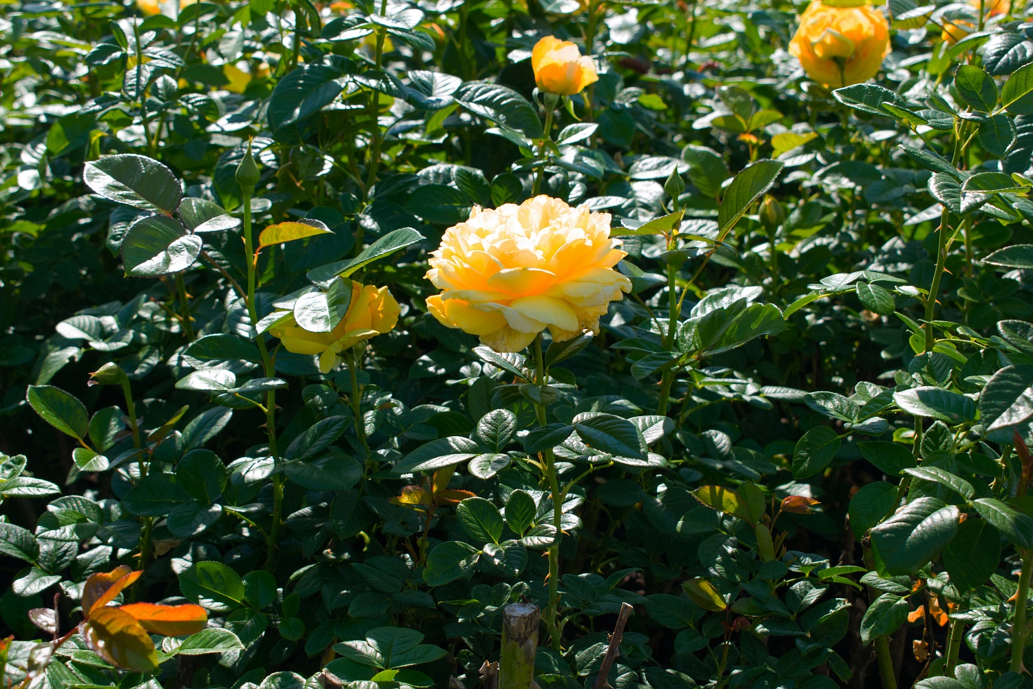 Роза чайно-гибридная "Michelangelo" ("Микеланджело")