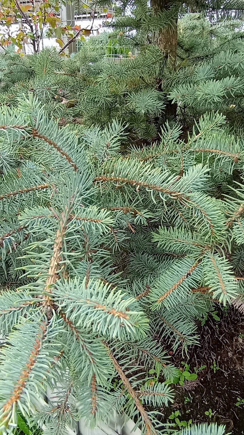 Ель колючая "Edith"