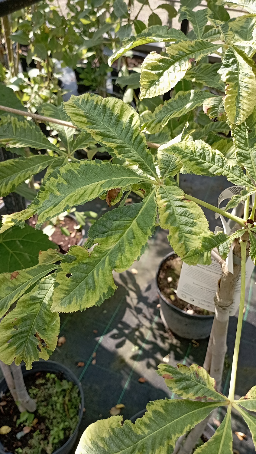 Каштан конский Marginata
