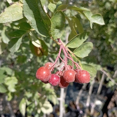 Рябина Титан