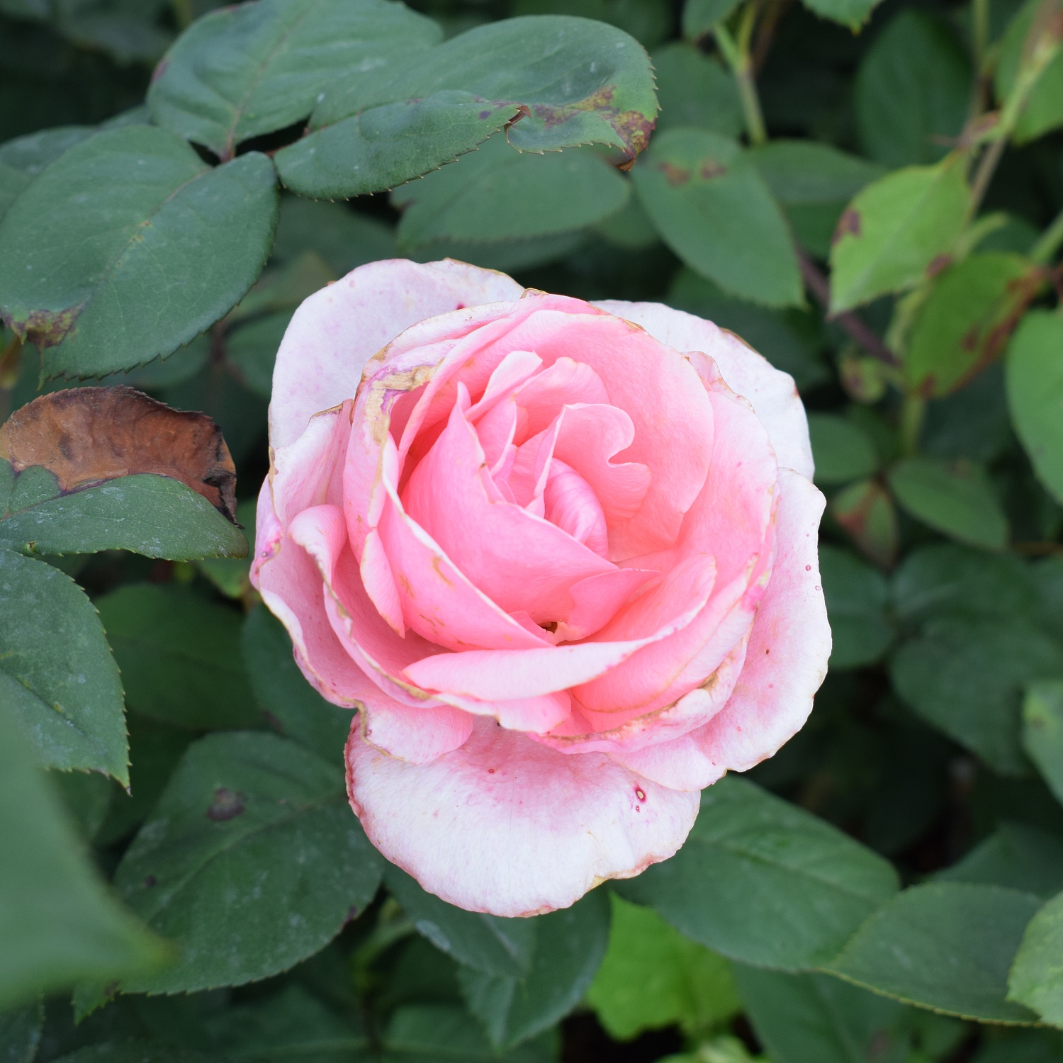 Розы красные… Розы прекрасные…. Или 200 сортов кустовых роз, которые могут украсить ваш сад и вашу жизнь!