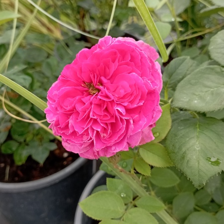 Роза английская "Фальстафф" (Falstaff)