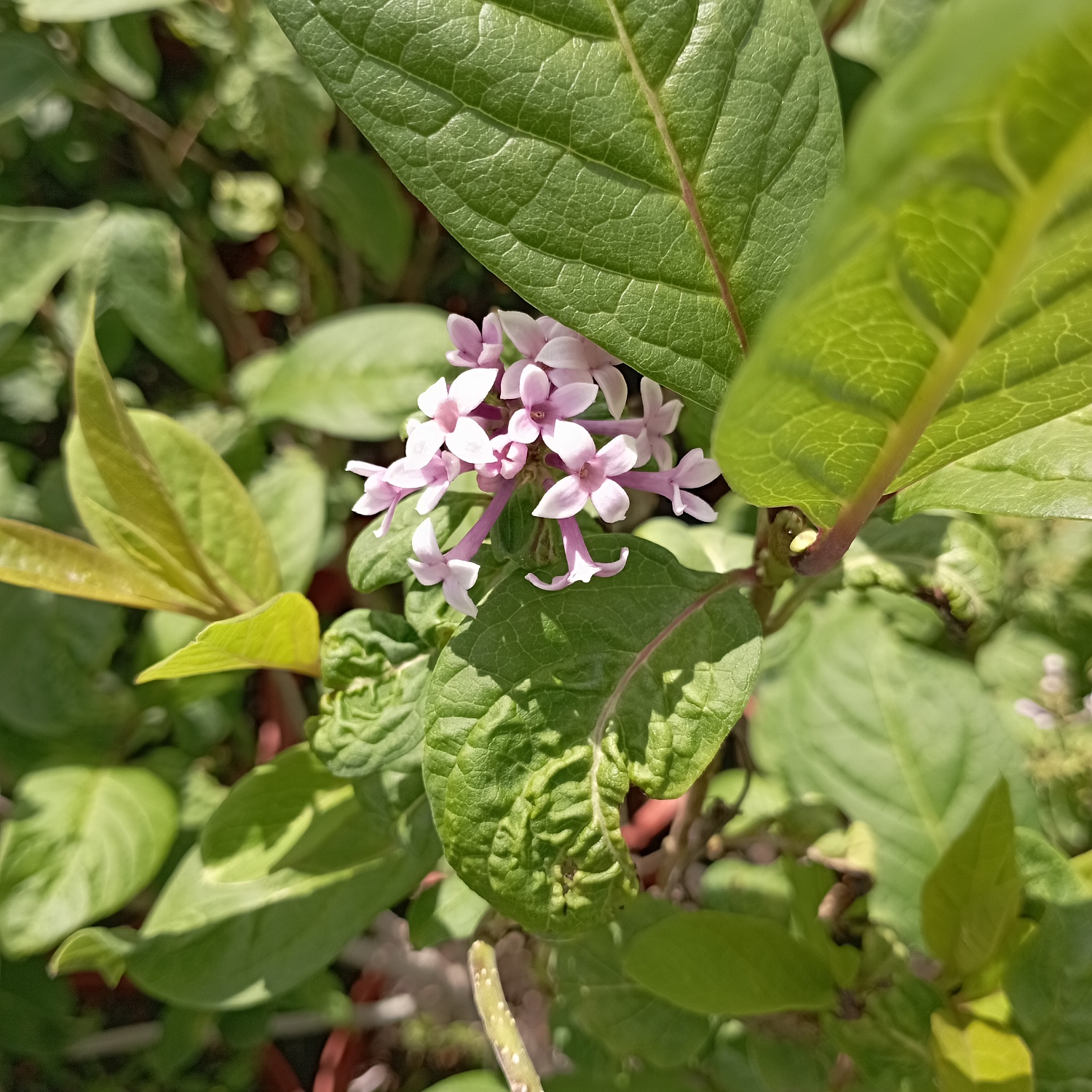 Сирень Венгерская