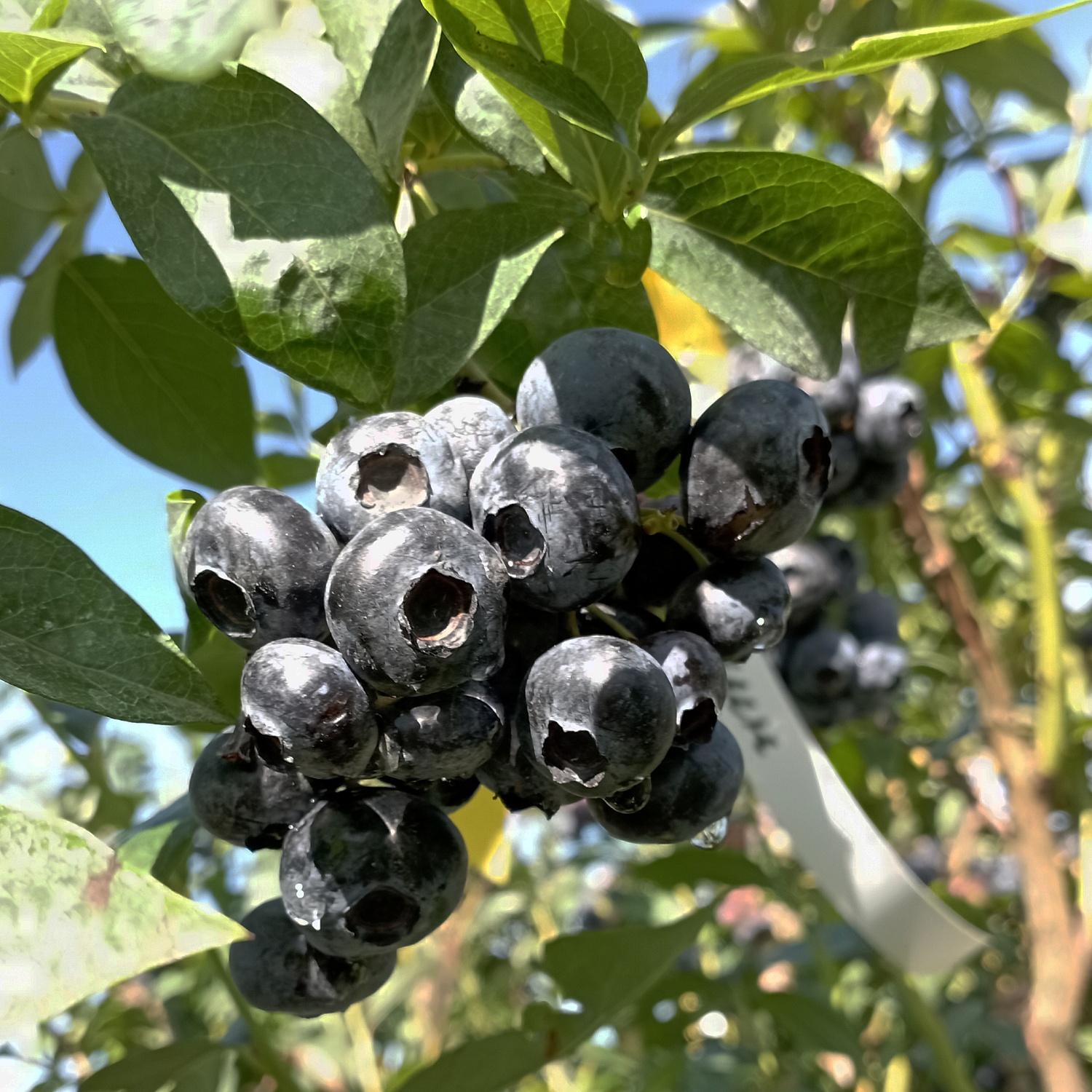 Голубика "Спартан"