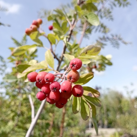 Рябина "Сказочная"