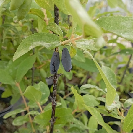 Жимолость Восторг