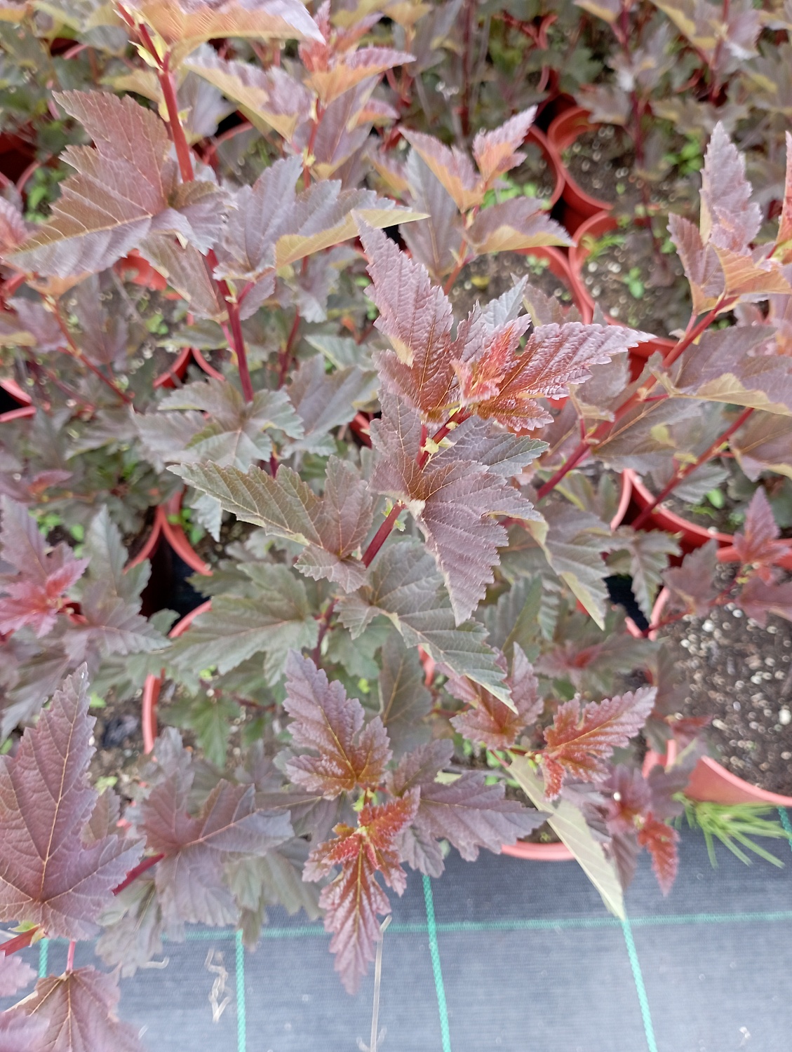 Пузыреплодник "Red Baron"