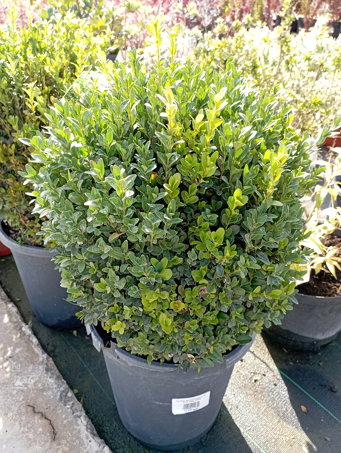 Самшит вечнозелёный