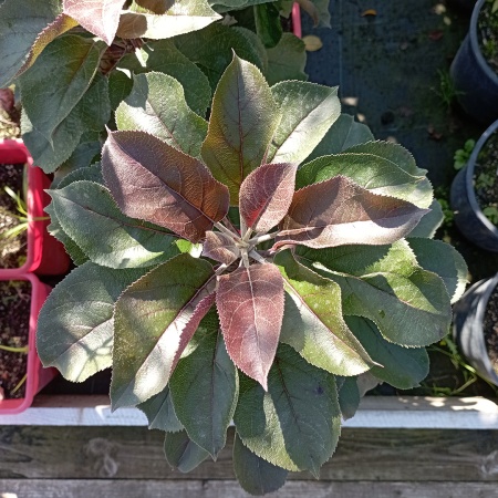 Яблоня колонновидная Черный Магнат (зимняя) 