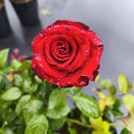 Роза Эксплорер