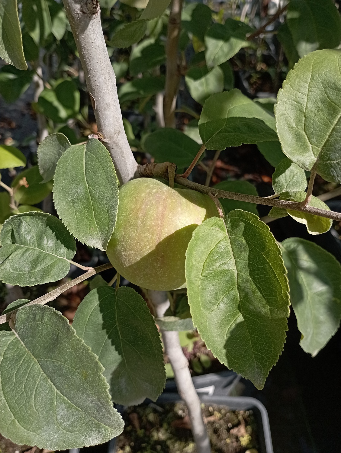 Яблоня "Ренет Симиренко"