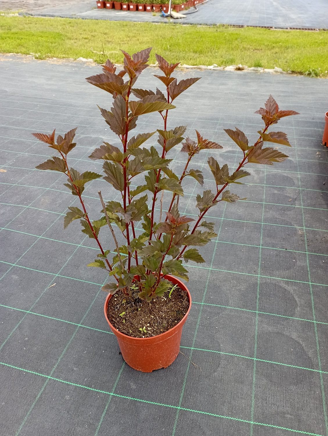 Пузыреплодник "Red Baron"