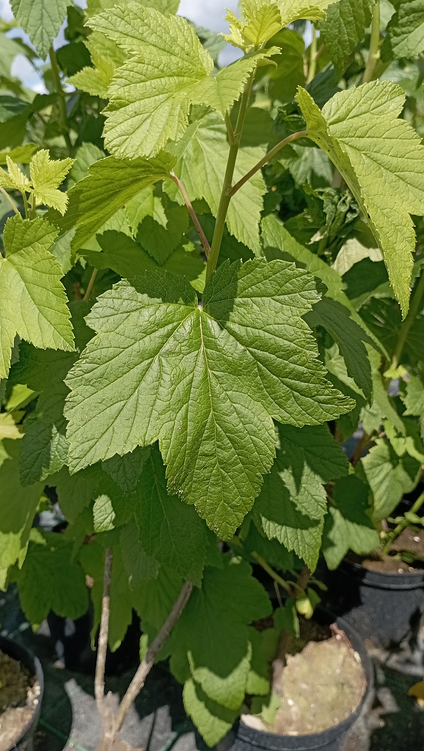 Смородина "Изумрудное ожерелье"