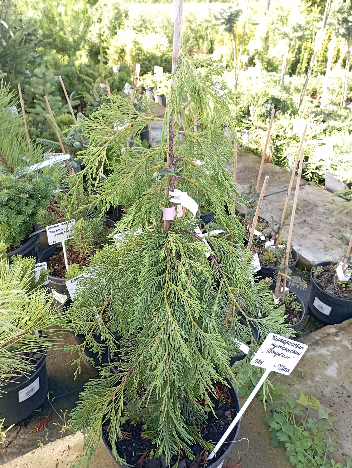 Кипарисовик нутканский